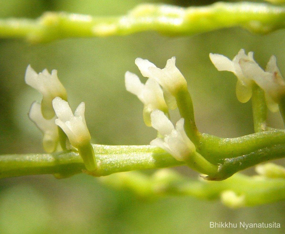 Schoenorchis nivea (Lindl.) Schltr.